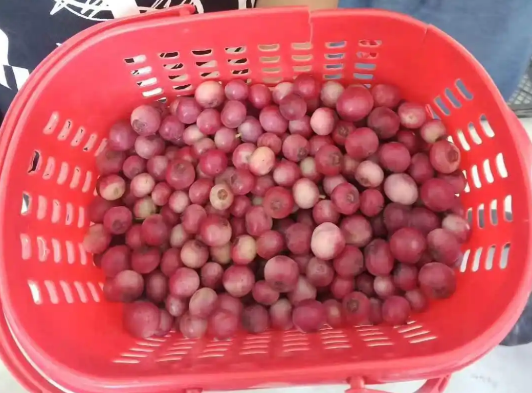“粉色蓝莓”炒到400元一斤